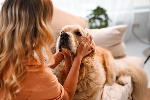 image for The Joy of Adopting a Senior Pet: A Life-Changing Choice for You and Your New Best Friend